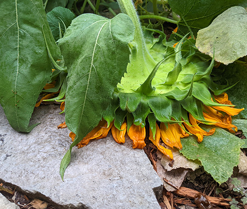 fallen over sunflower